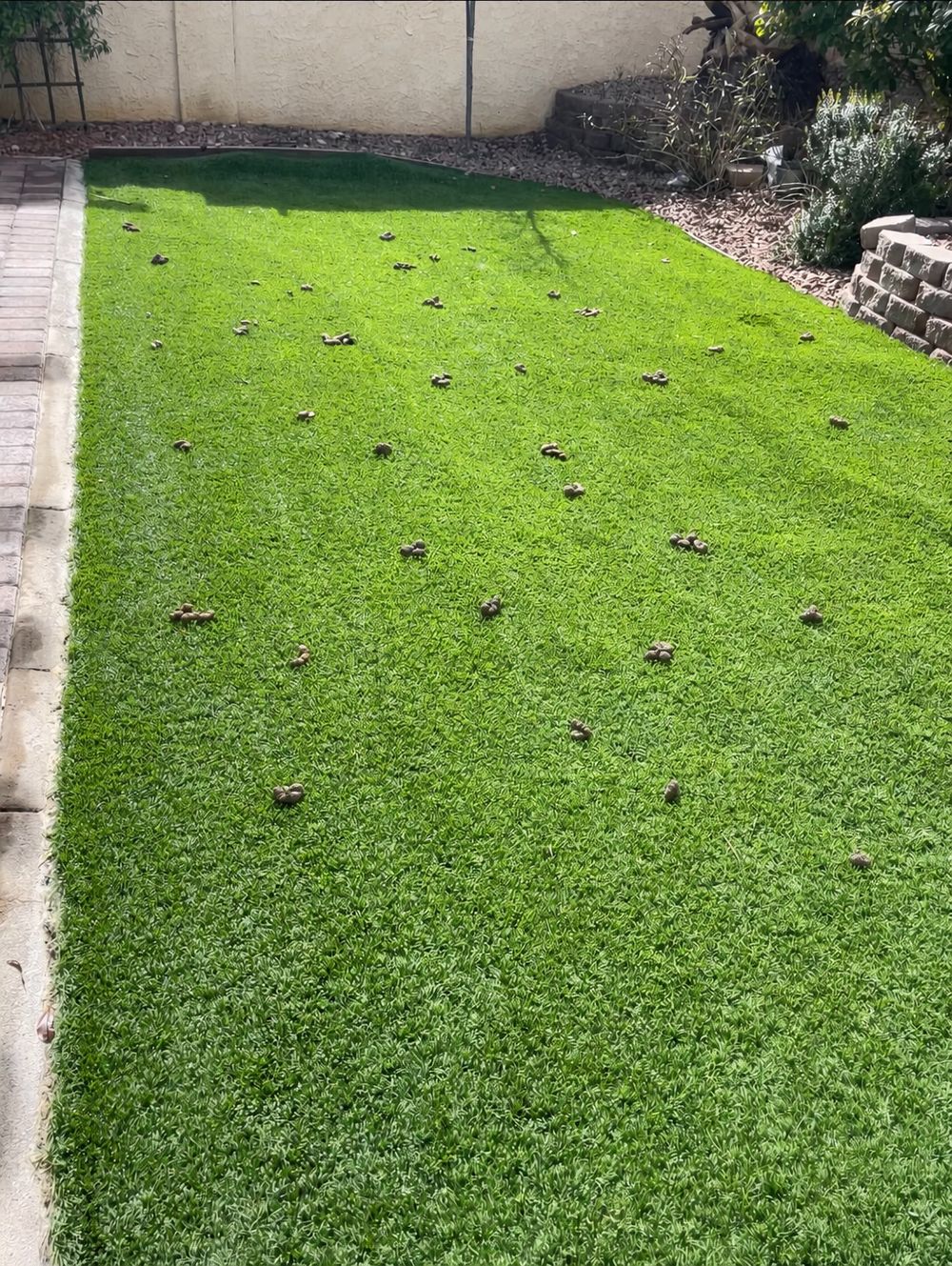 Artificial-turf yard before demonstration cleanup